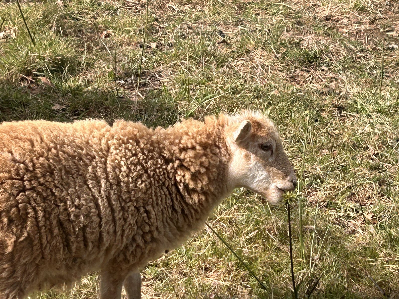 Alice, jeune brebis de race Mouton d’Ouessant dans son enclos