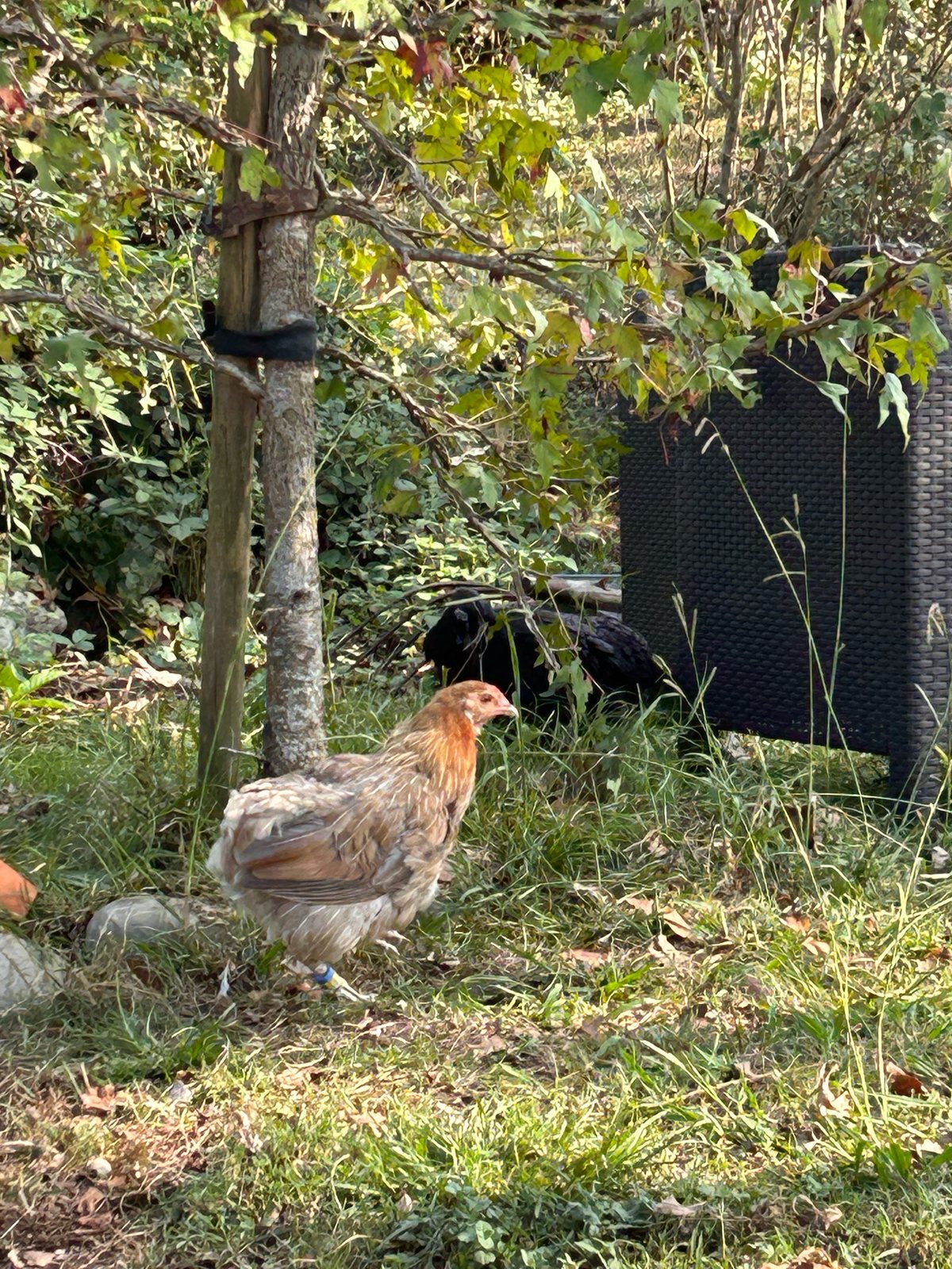 La poule Araucana originaire d’Amérique latine dans le jardin de La Grange de Pardies