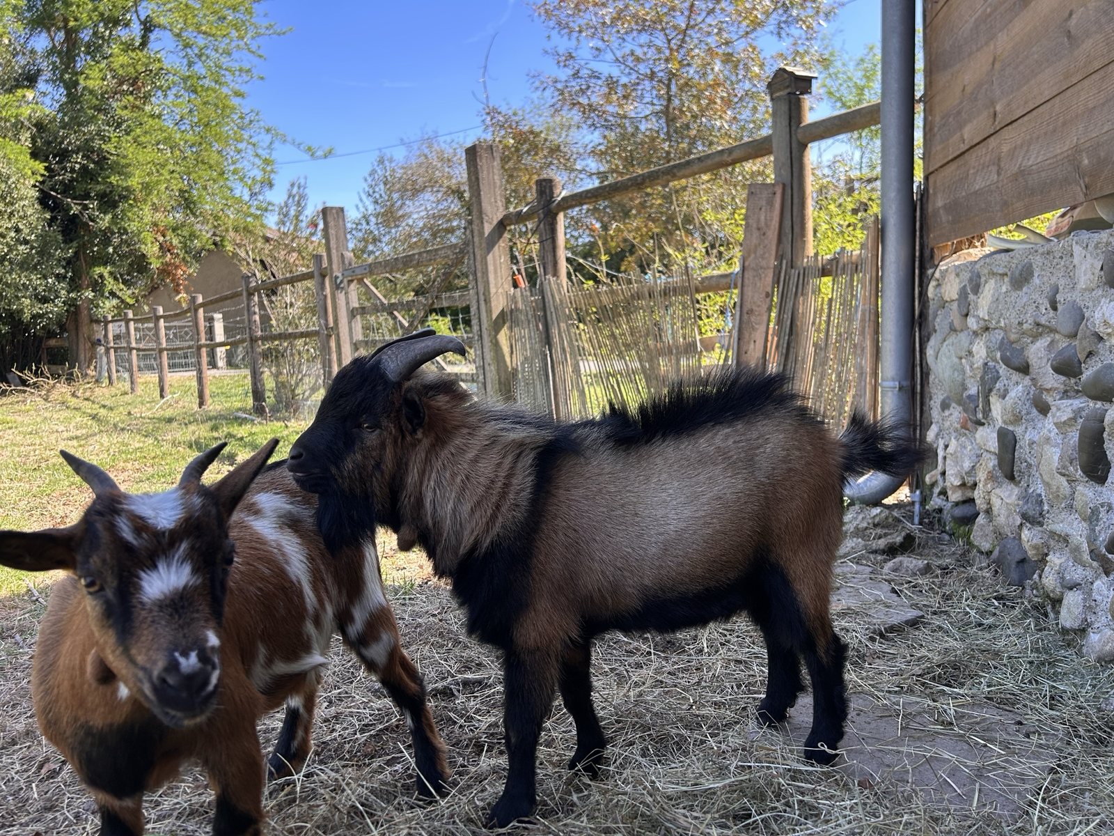 Minus et Popcorn, deux chèvres complices côte à côte à La Grange de Pardies