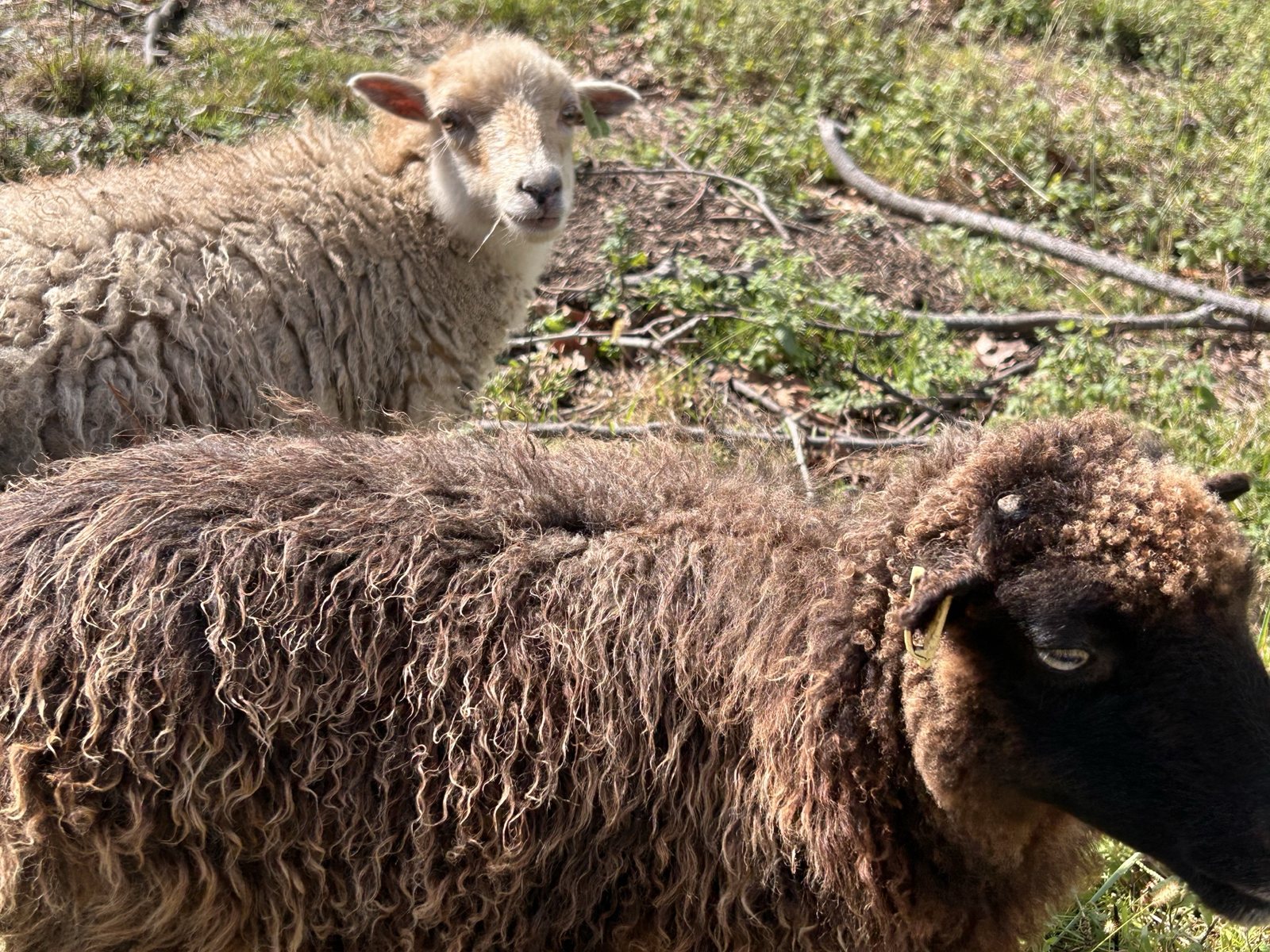 Clara, jeune brebis d’Ouessant, avec sa maman dans le pré
