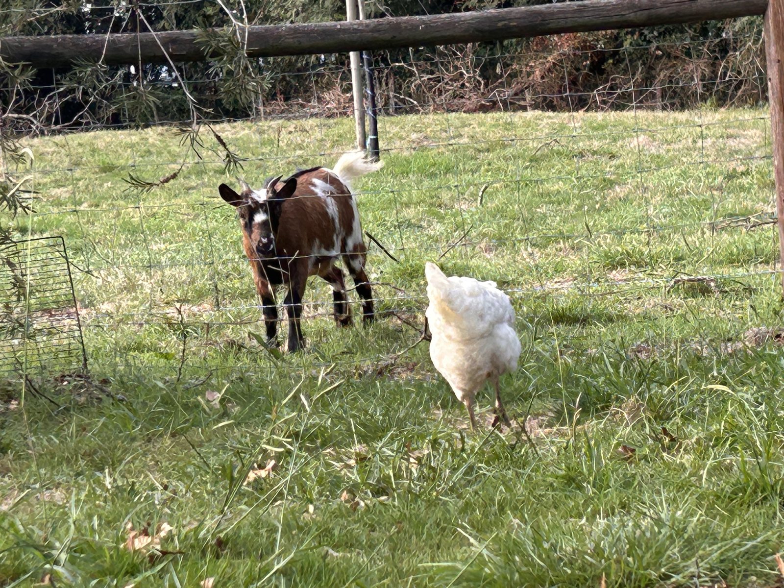 Clochette la chèvre observe une poule dans l’herbe