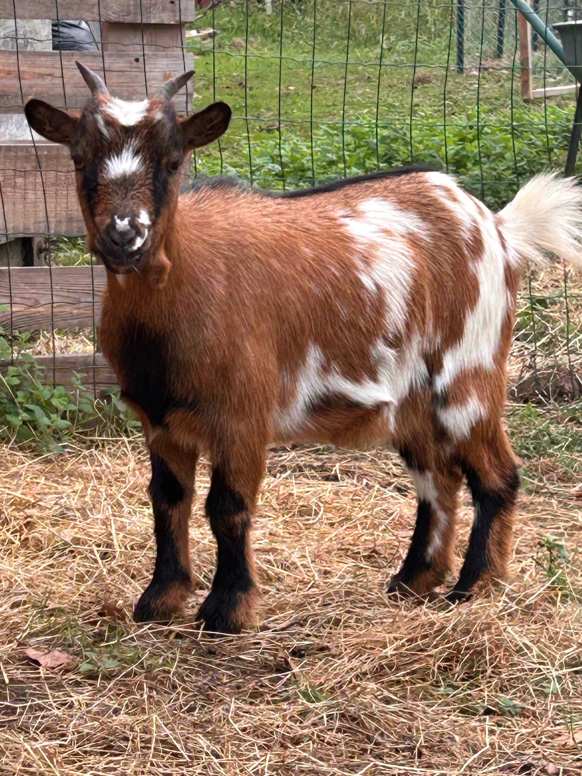 Clochettes, la chevrette aux taches blanches et marron