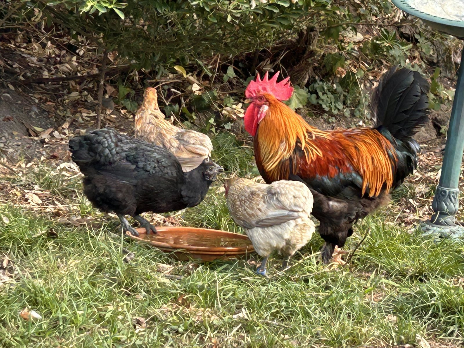 Édouard le coq entouré de ses poules dans le jardin