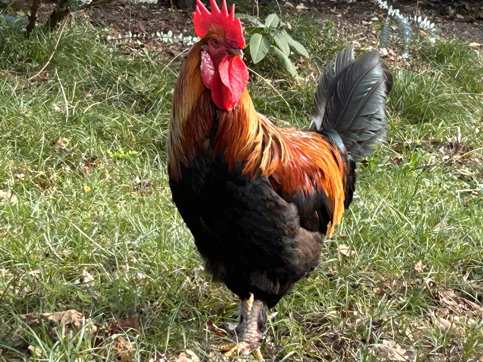 Portrait du coq au plumage roux, noir et doré dans l’herbe.