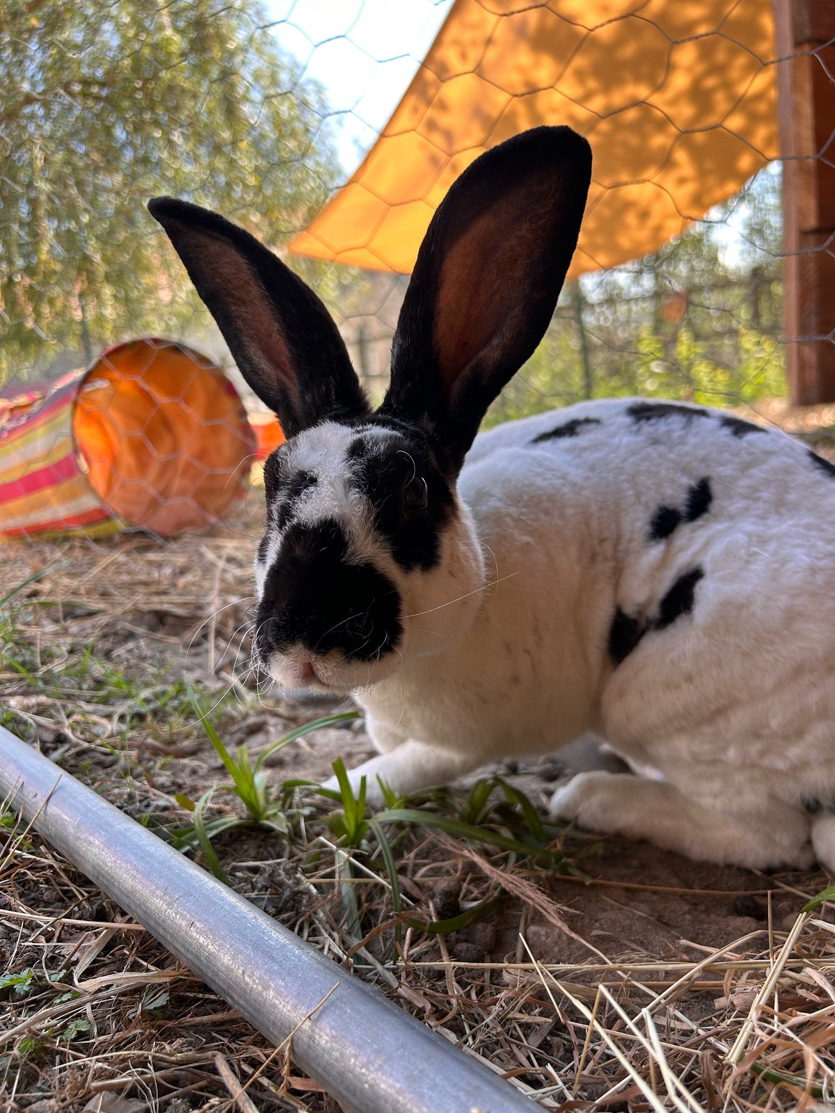 Gaspard, lapin blanc et noir, mange son foin dans le parc des lapins