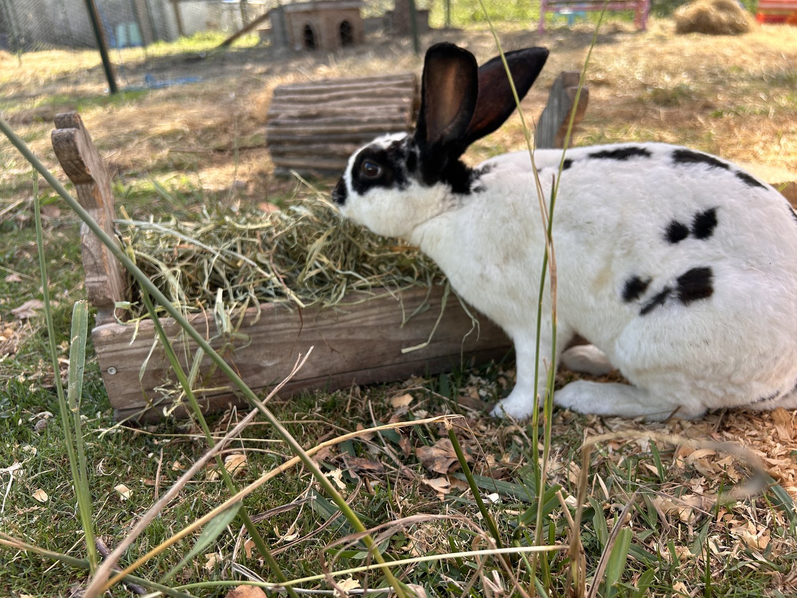 Gaspard, lapin blanc et noir, mange dans son râtelier dans le parc des lapins