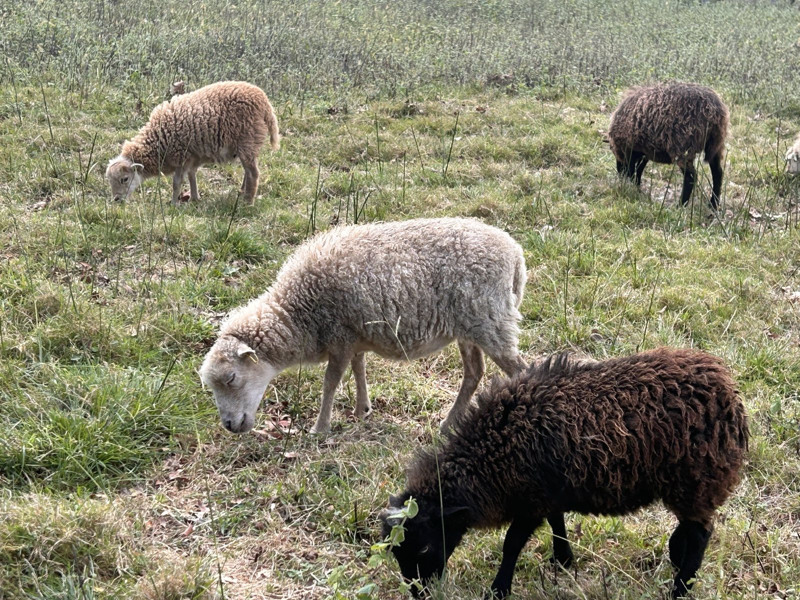 Le groupe des six brebis d’Ouessant dans leur prairie