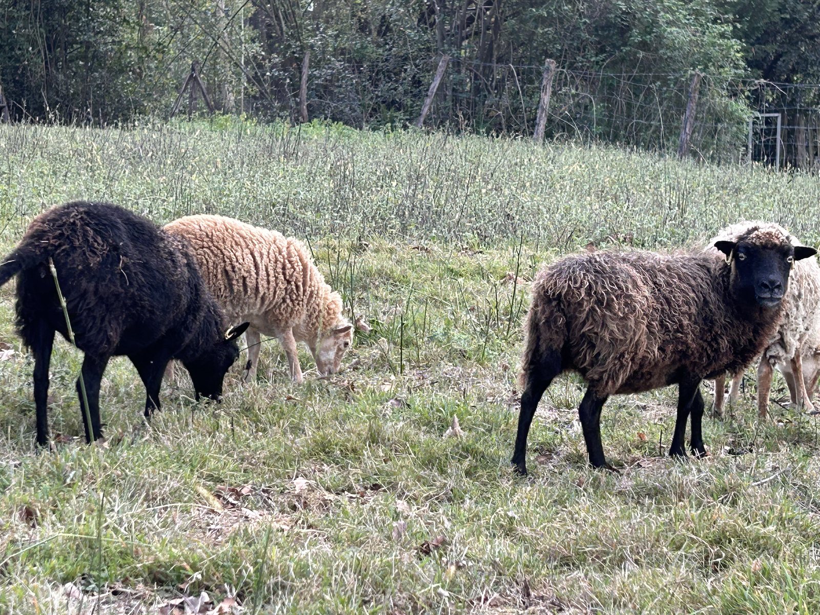 Le groupe des mamans Moutons d’Ouessant dans la prairie