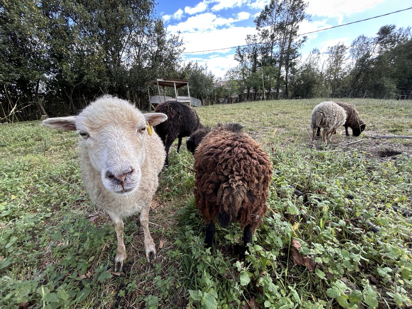 Jeannette et sa fille Rosy, deux brebis d’Ouessant dans le pré