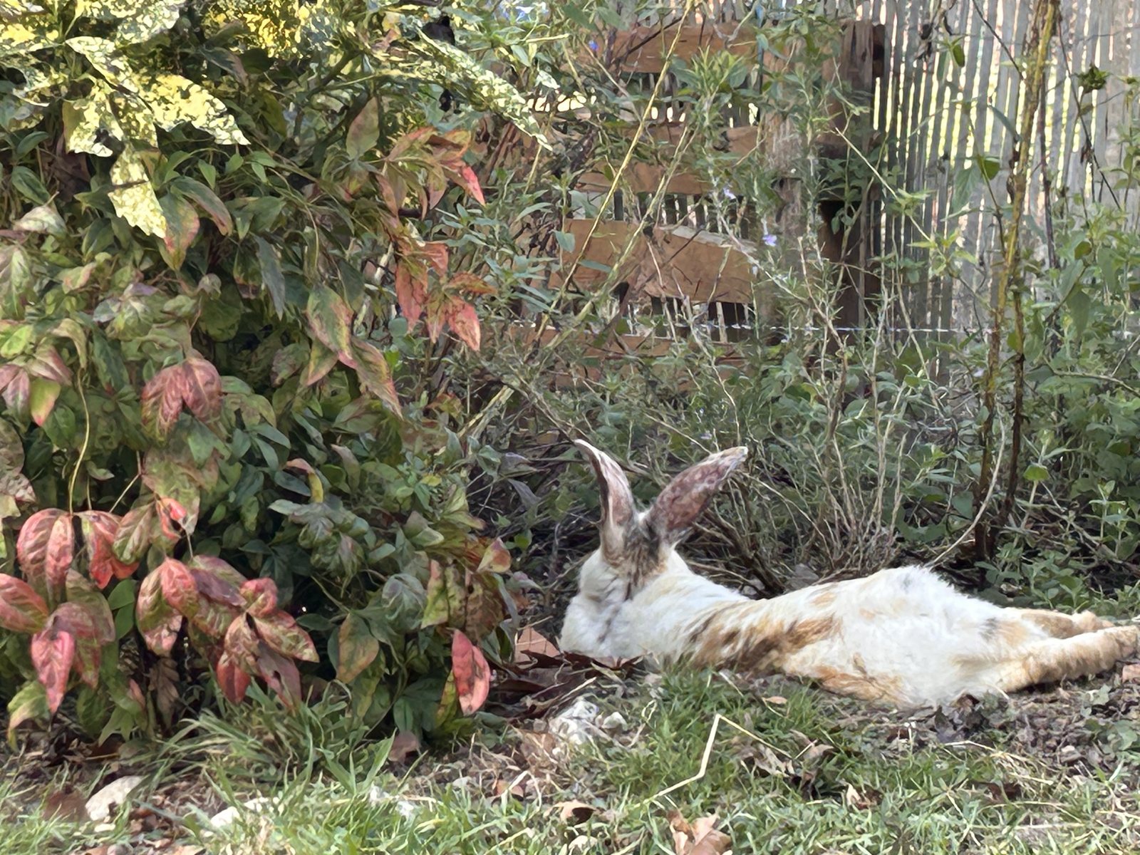 Mimi allongée dans le jardin sous les sauges bleues de La Grange de Pardies.