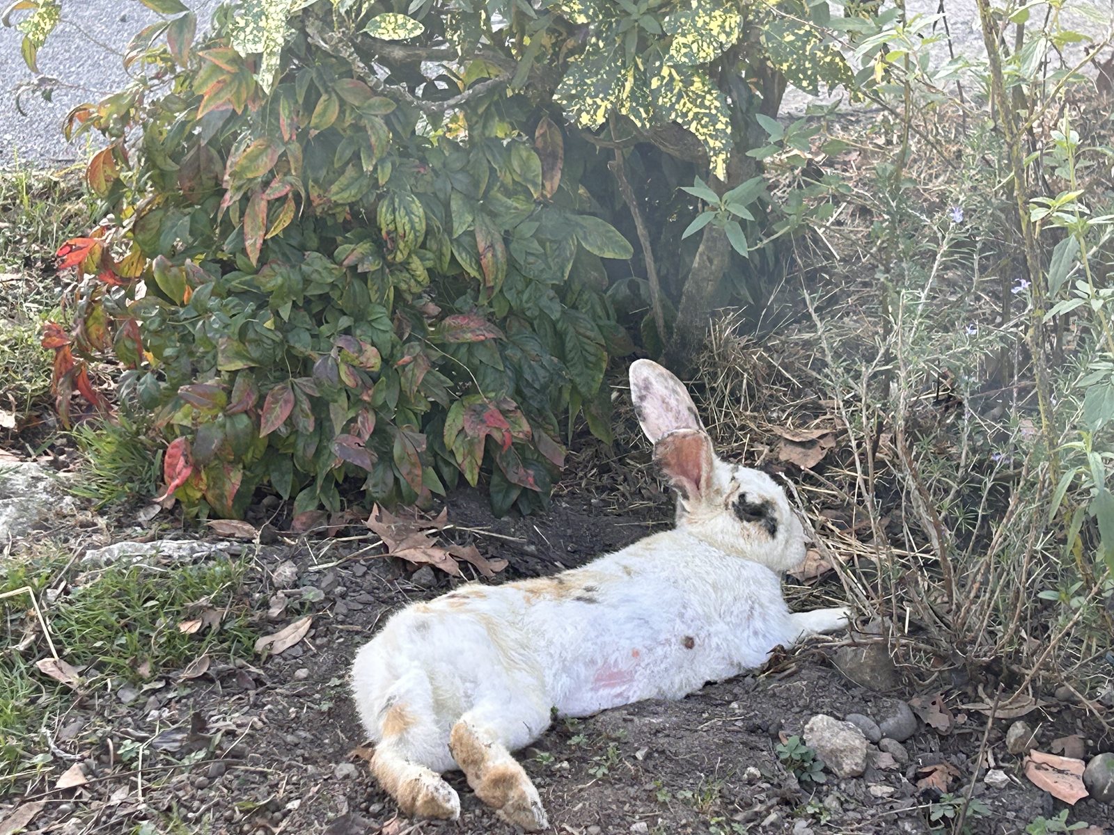 Mimi, lapine blanche et fauve, se prélasse sous les sauges bleues dans le jardin.