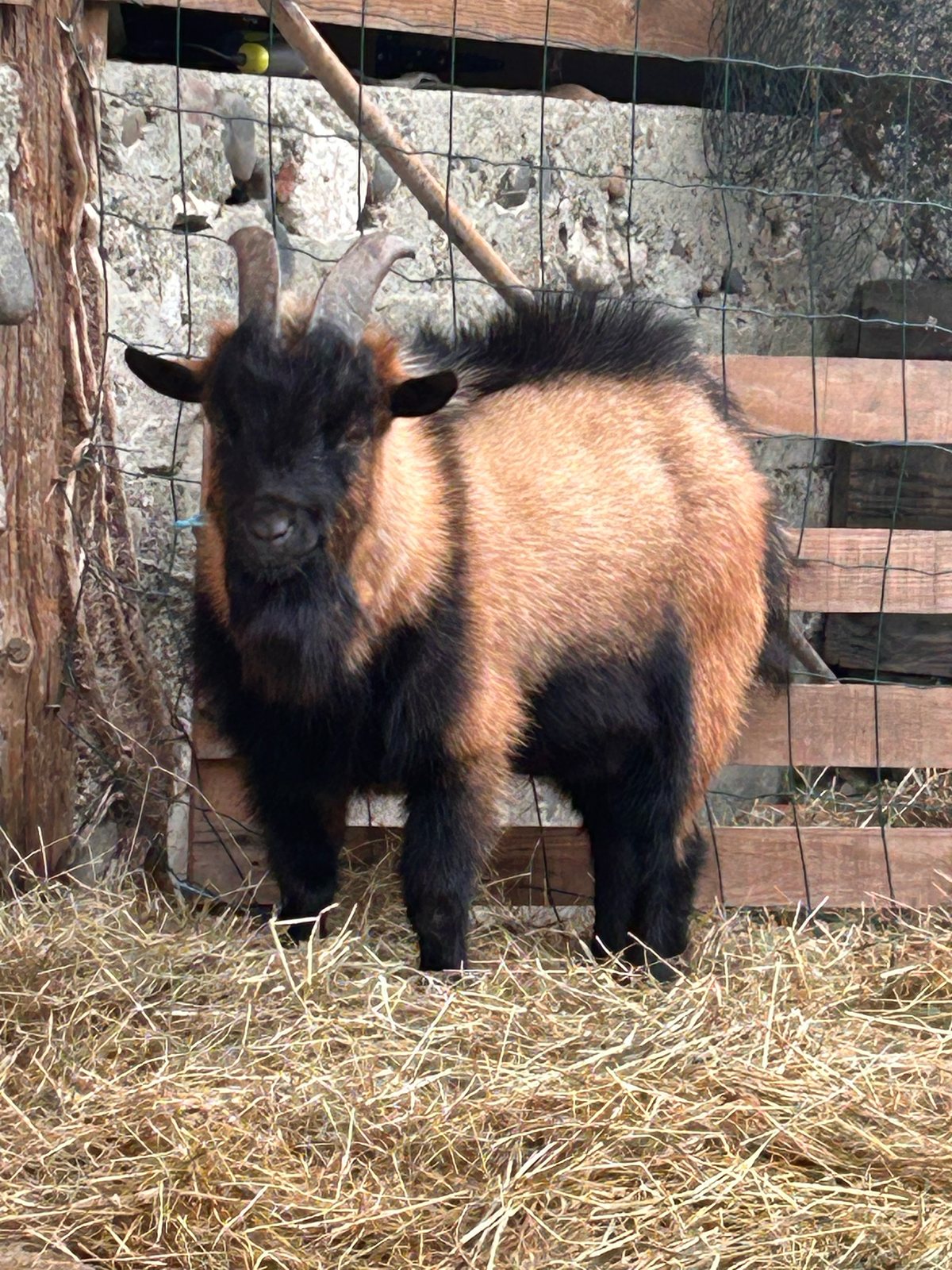 Minus, le mâle dominant de couleur chamois dans l’enclos des chèvres.