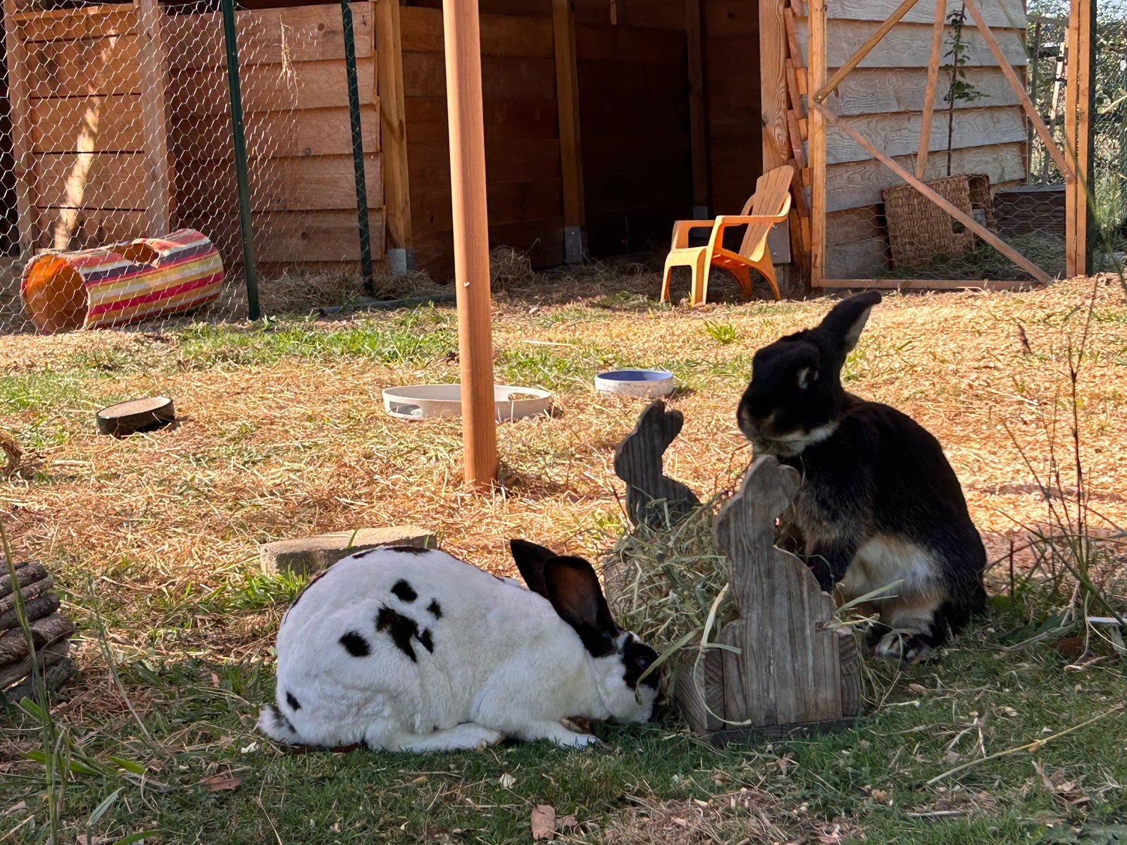 Nino, lapin mâle noir et blanc, partage le râtelier avec Gaspard dans le parc des lapins.
