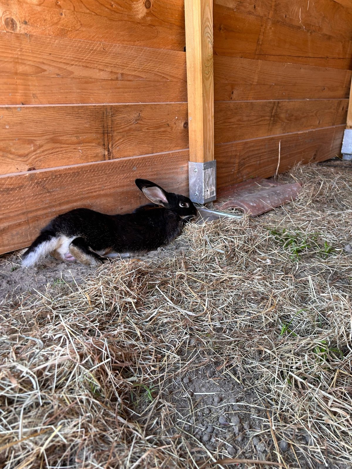 Nino, lapin noir et blanc, dort dans son cabanon ouvert dans le parc des lapins