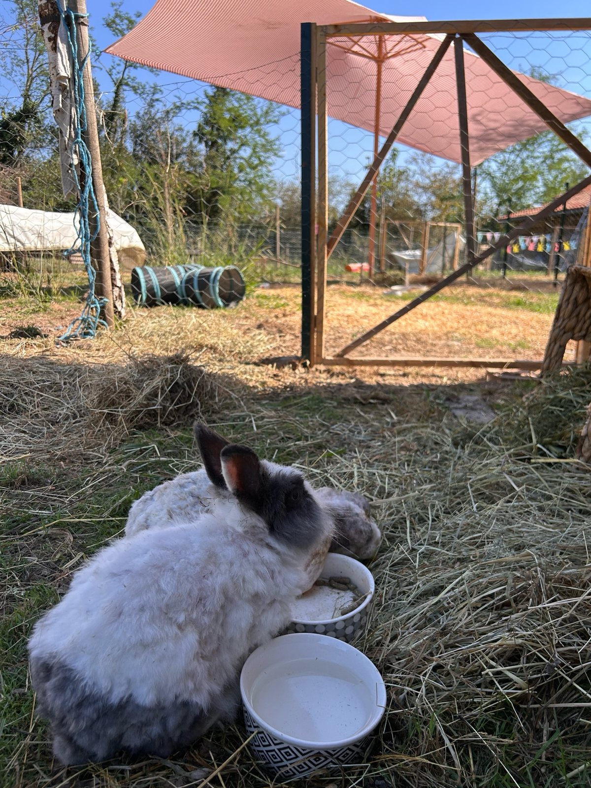 Néo, petit lapin tête de lion, et Marius, lapin bélier, se reposent dans le parc aménagé