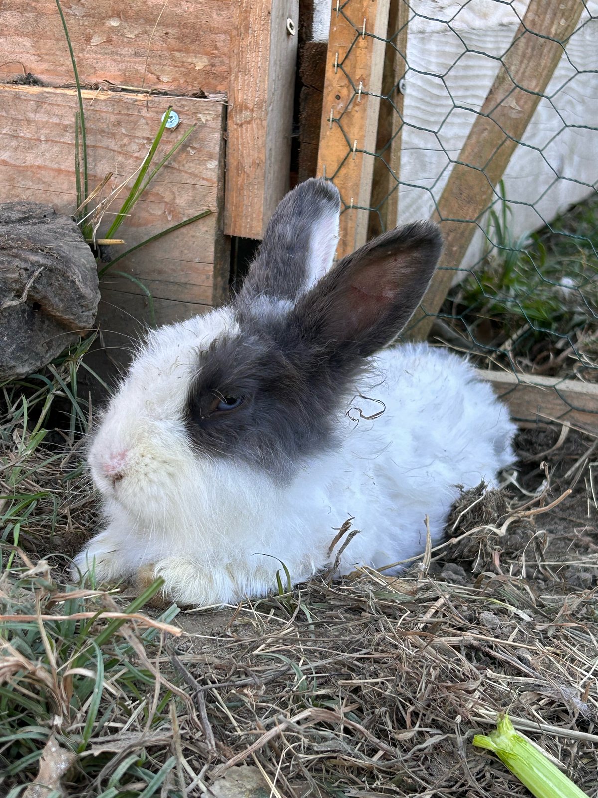 Néo, petit lapin tête de lion, avec Marius, lapin bélier, dans le parc des lapins