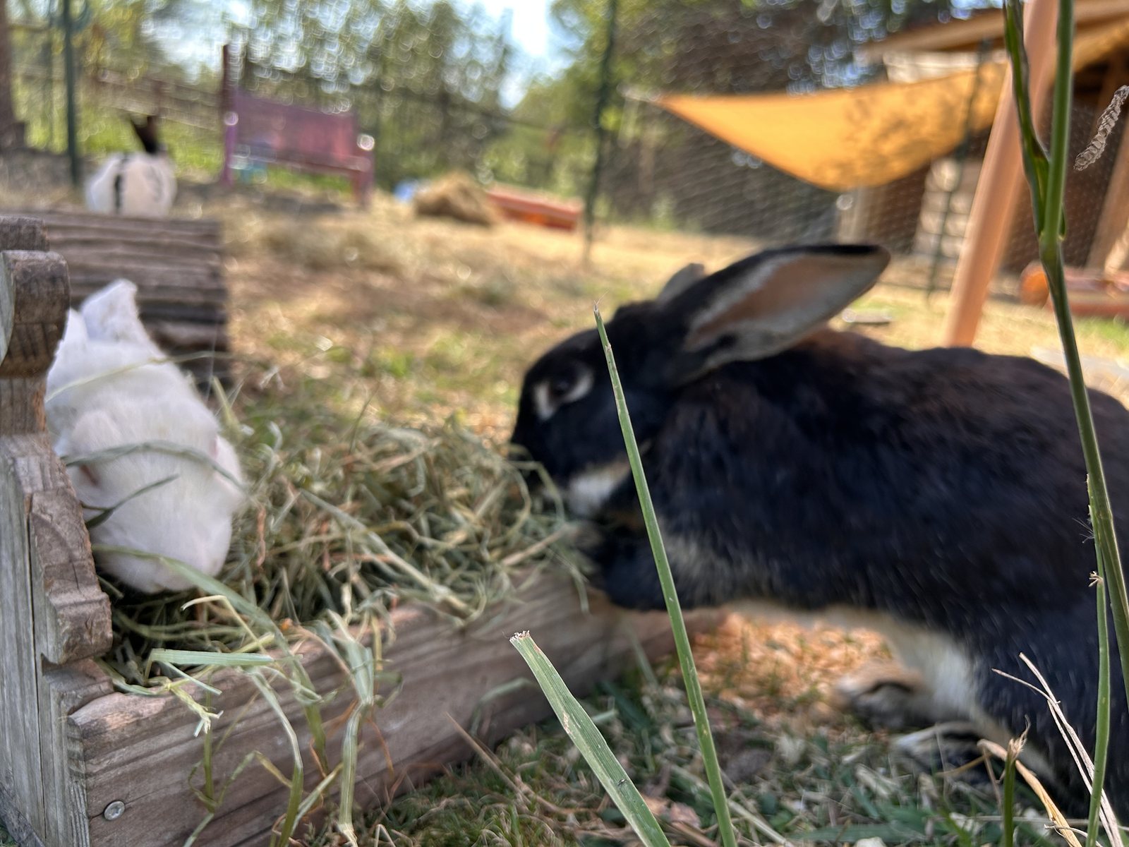 Nino, lapin mâle noir avec une marque blanche, dans le parc des lapins.