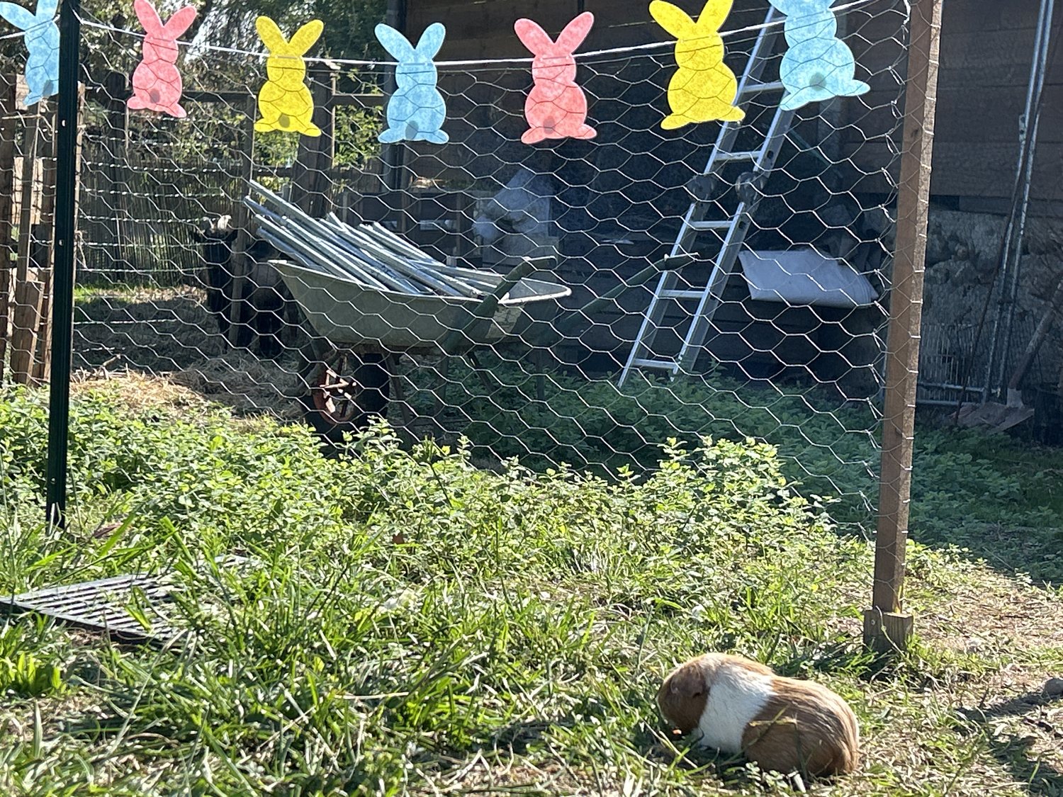 Iris, le cochon d’Inde, rend visite aux lapins et trouve un bout de carotte dans l’herbe