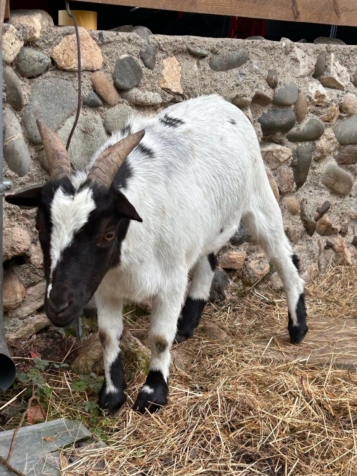 Popcorn, la chèvre noire et blanche dans l’abri de la grange.