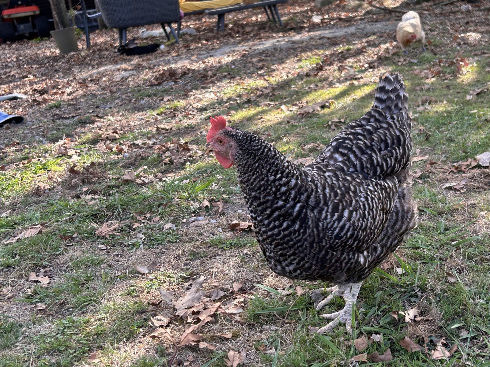 Claudette, poule Coucou de Rennes noire aux touches de blanc dans le jardin de La Grange de Pardies
