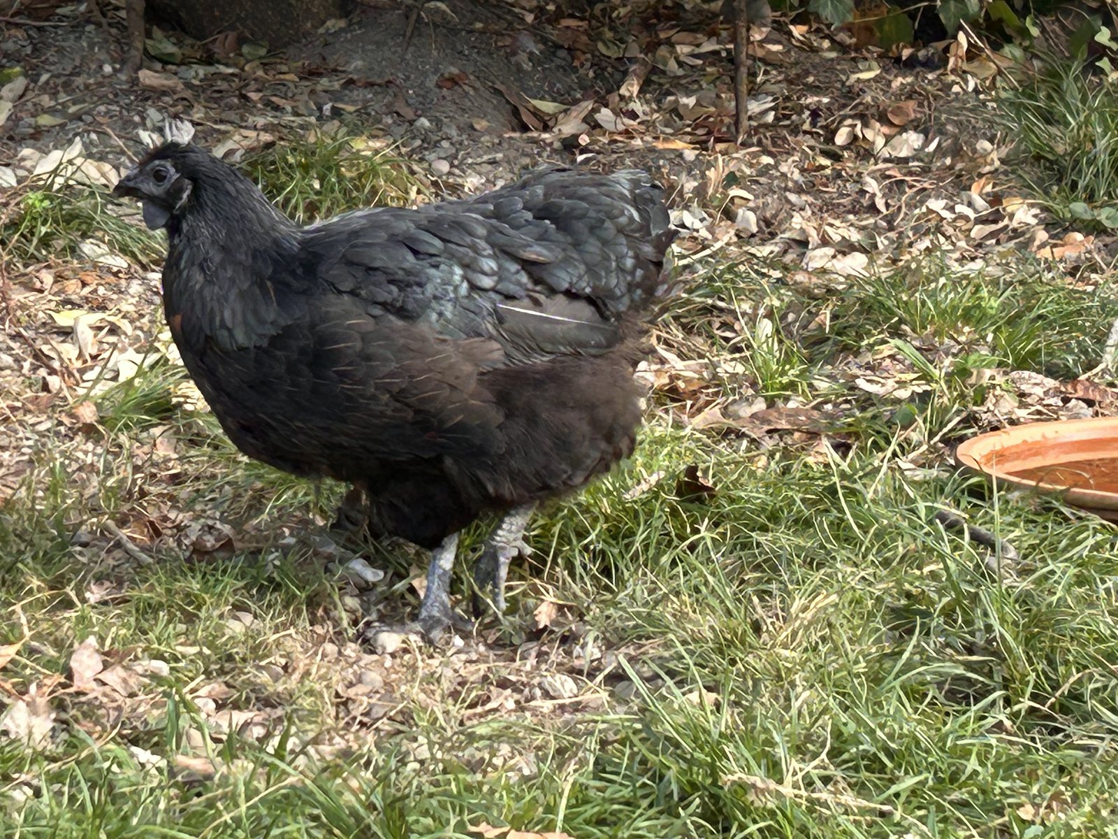 Ginette, poule noire aux plumes aux reflets vert émeraude dans le jardin