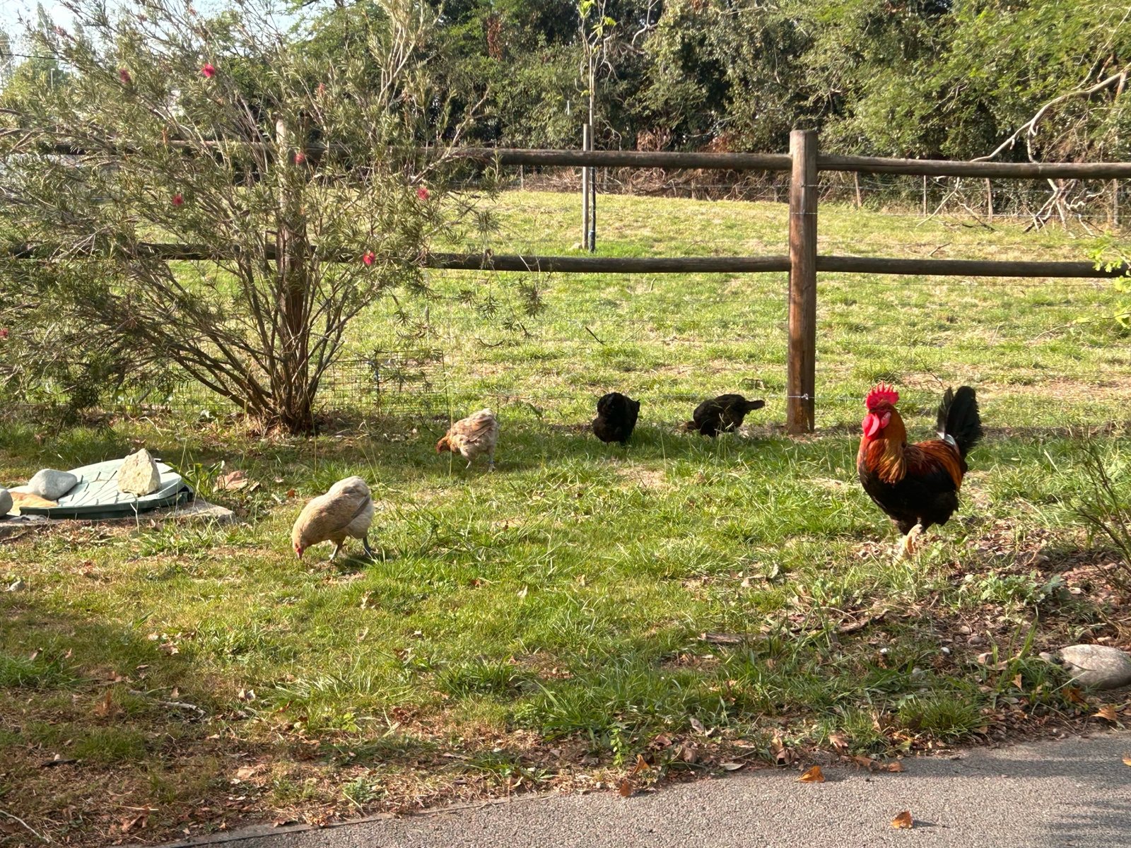 Édouard le coq entouré de ses poules dans leur espace extérieur arboré