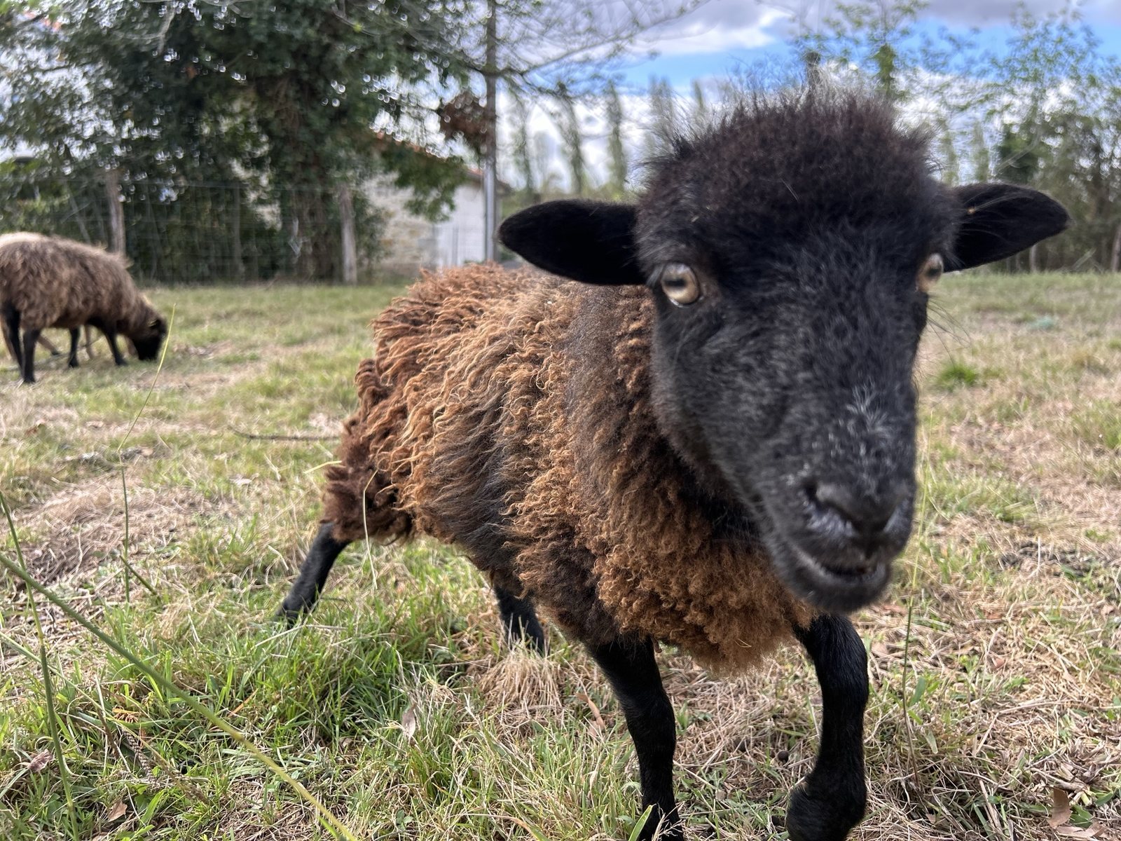 Rosy, brebis de race Mouton d’Ouessant au pelage sombre, dans le pré