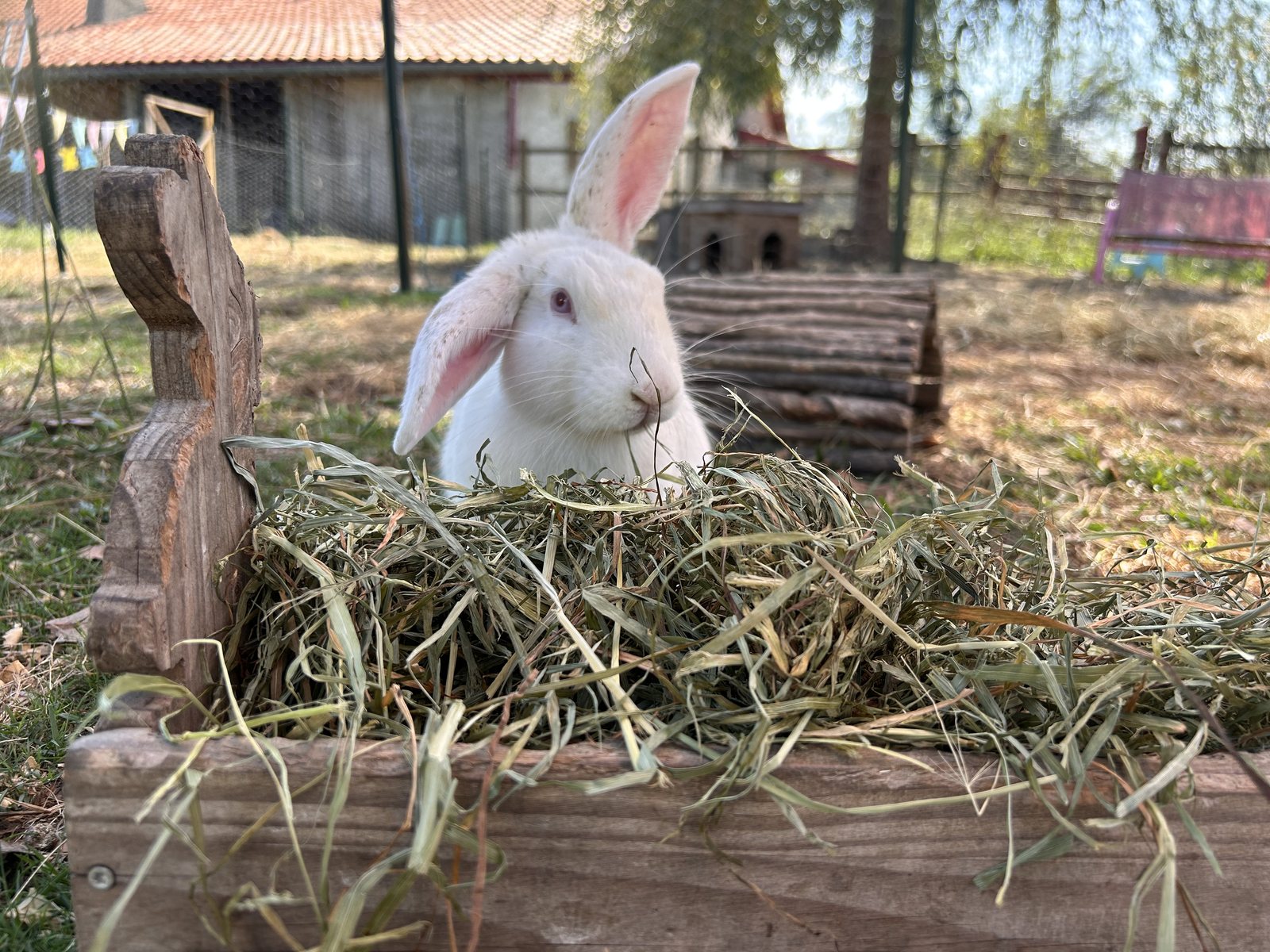 Snow, lapin albinos blanc, avec une oreille dressée et une oreille hésitante dans le râtelier